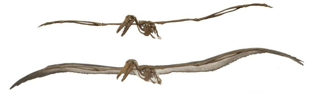 Pelagornis - AVPH