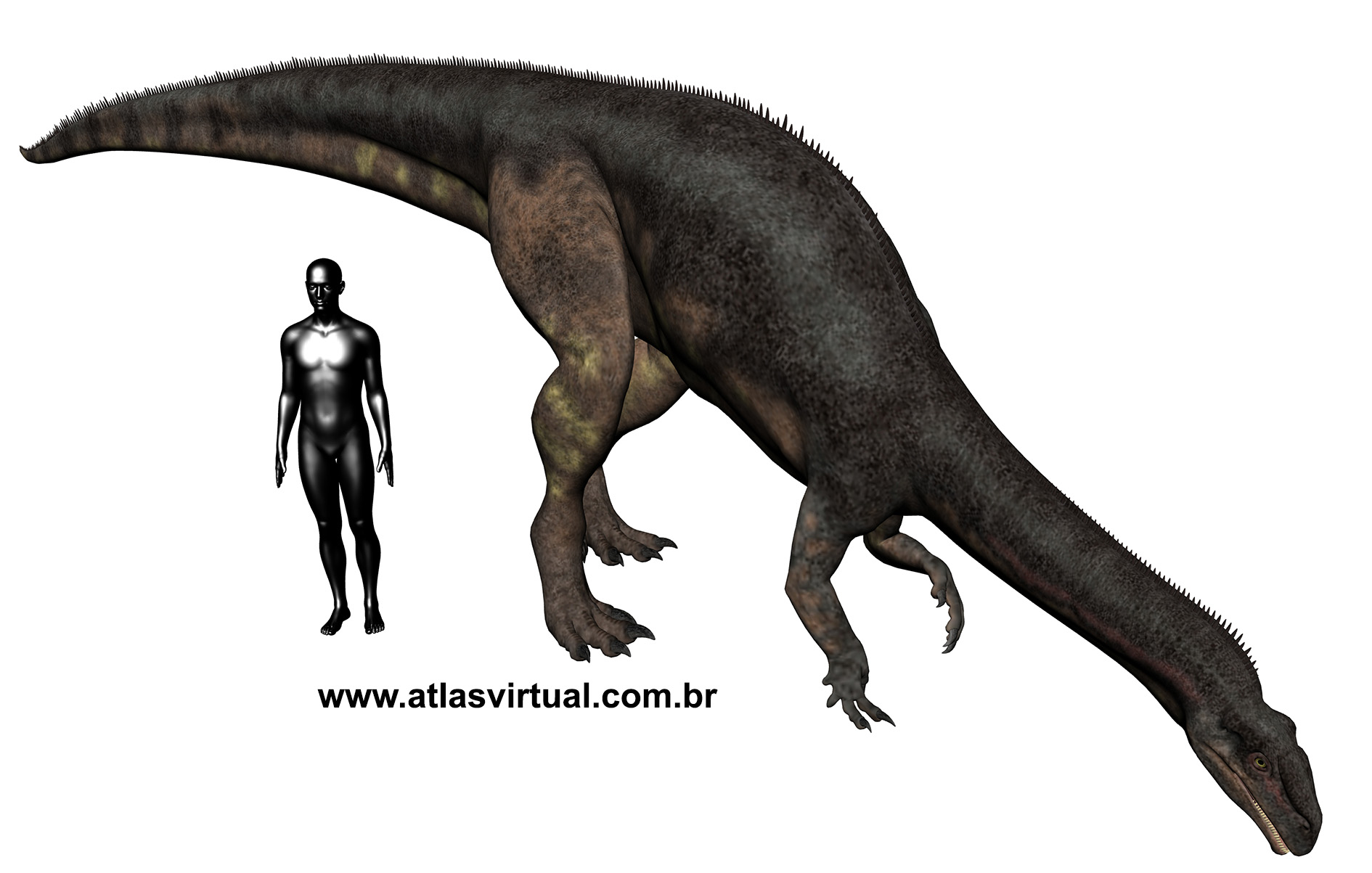 Plateosaurus trossingensis Plateosaurus trossingensis - AVPH