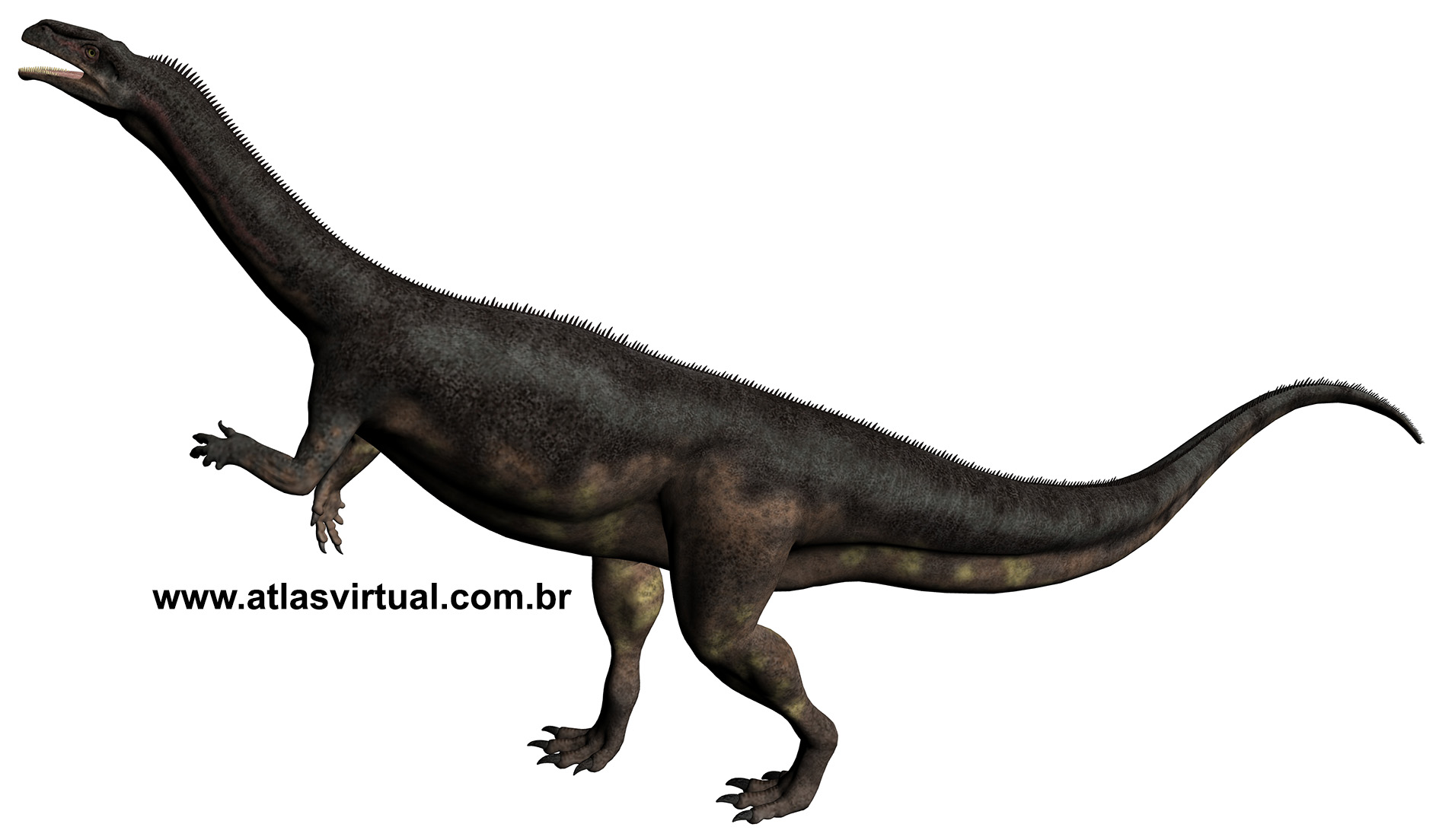 Plateosaurus trossingensis Plateosaurus trossingensis - AVPH