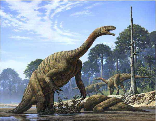Plateosaurus trossingensis Plateosaurus trossingensis - AVPH