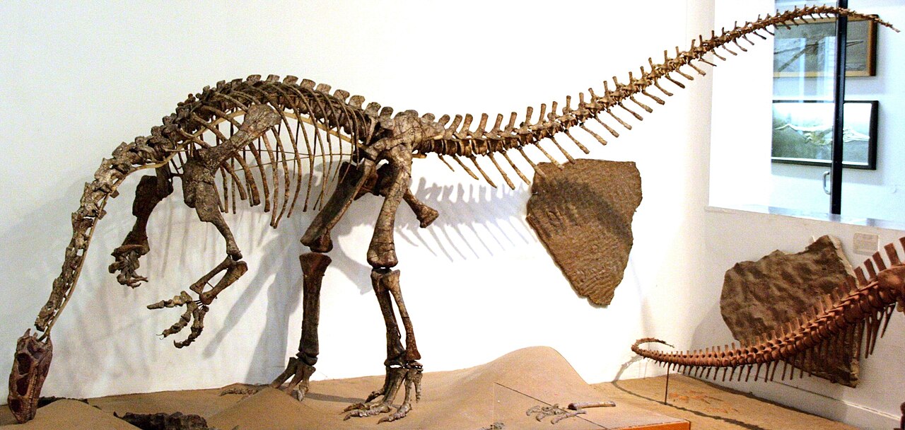 Plateosaurus trossingensis Plateosaurus trossingensis - AVPH