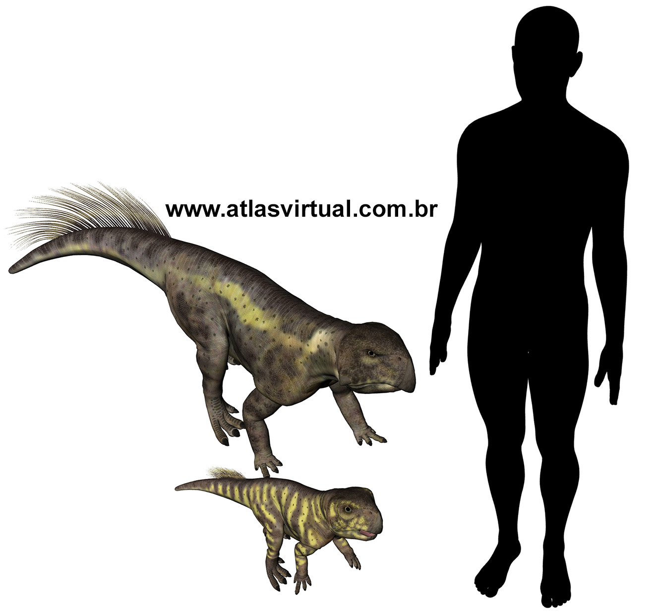 Psittacosaurus mongoliensis Psittacosaurus mongoliensis - AVPH