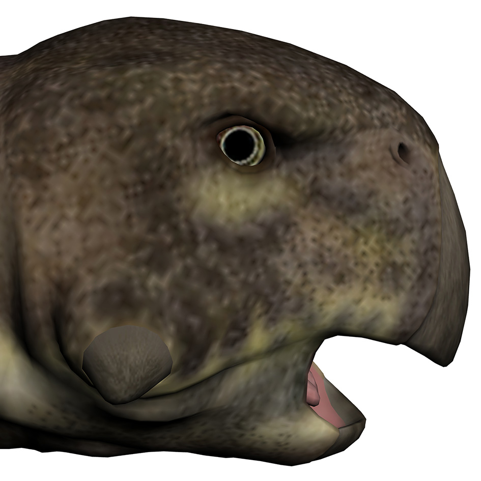 Psittacosaurus mongoliensis Psittacosaurus mongoliensis - AVPH