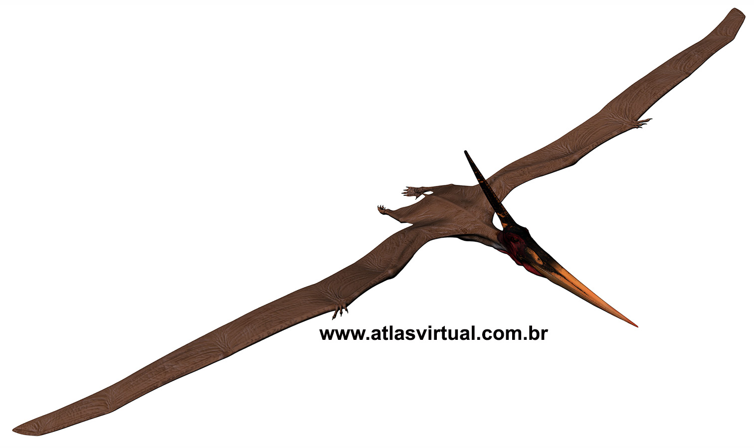 Pteranodon longiceps Pteranodon longiceps - AVPH