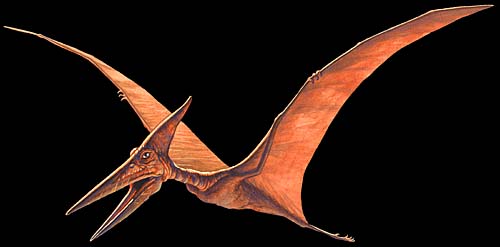 Mundo Pré-Histórico: Pteranodonte