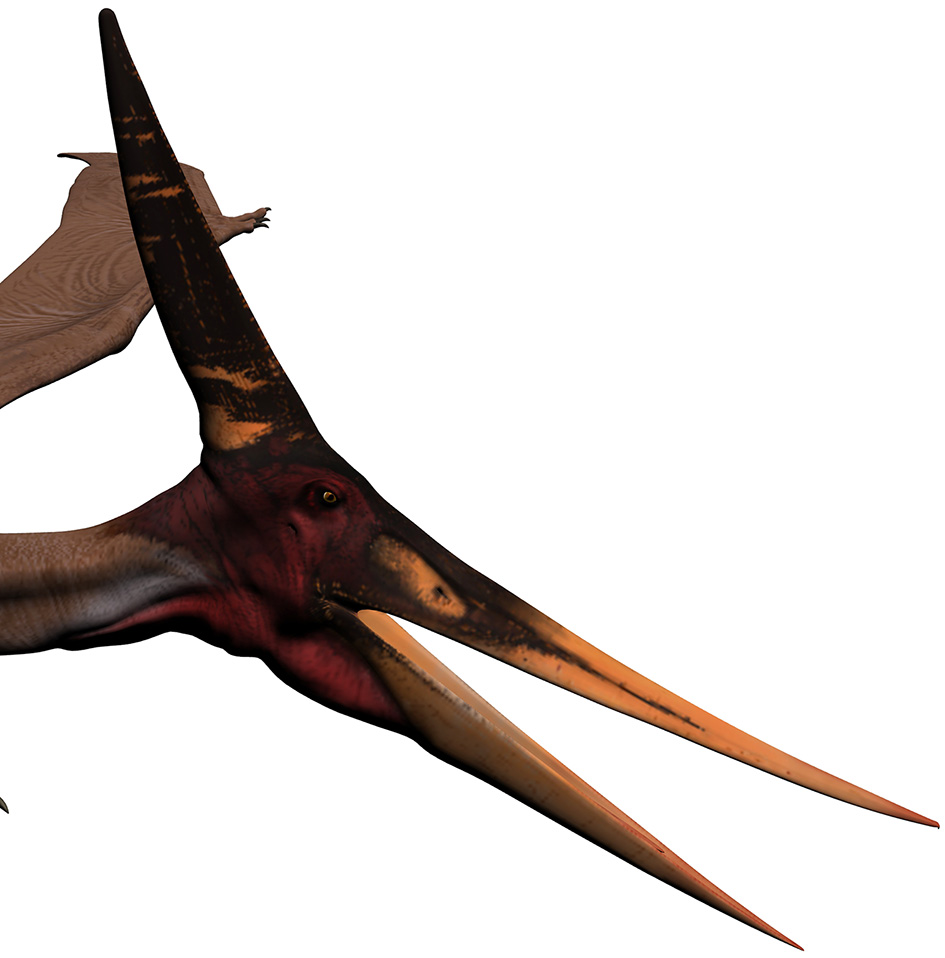 Pteranodon longiceps Pteranodon longiceps - AVPH