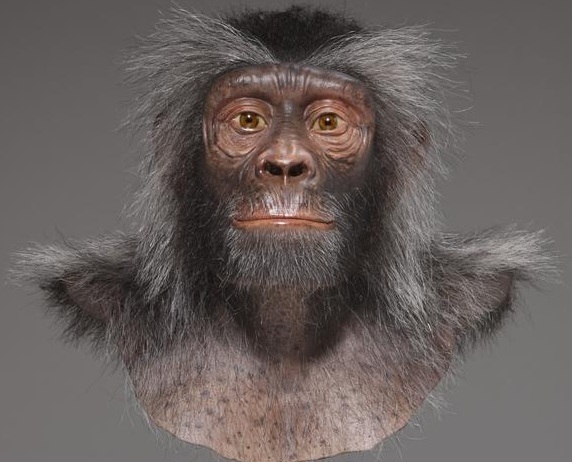 Sahelanthropus - AVPH