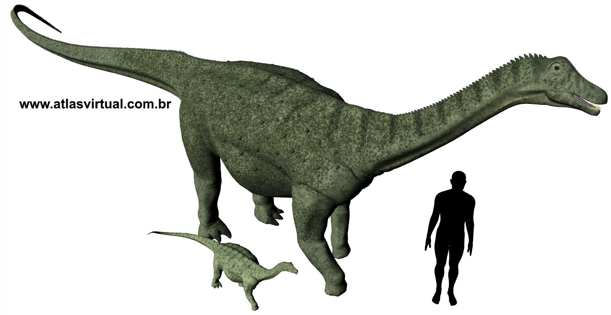 Saltasaurus loricatus Saltasaurus loricatus - AVPH