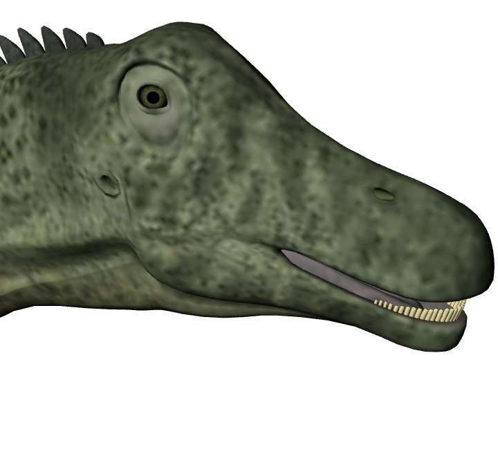Saltasaurus loricatus Saltasaurus loricatus - AVPH