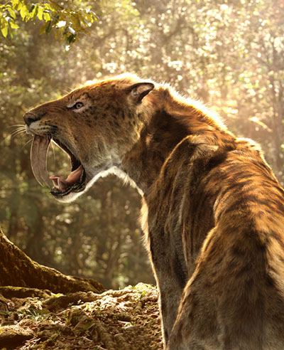 Tigre Dentes de Sabre - AVPH