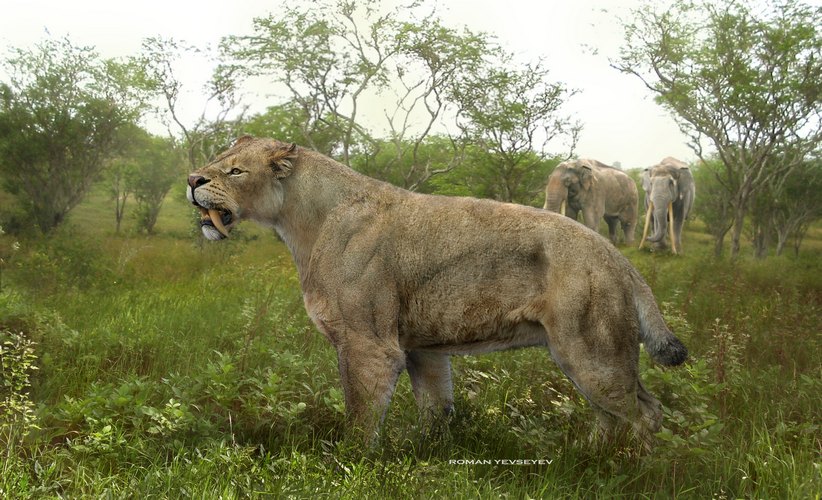 Tigre Dente de Sabre - AVPH