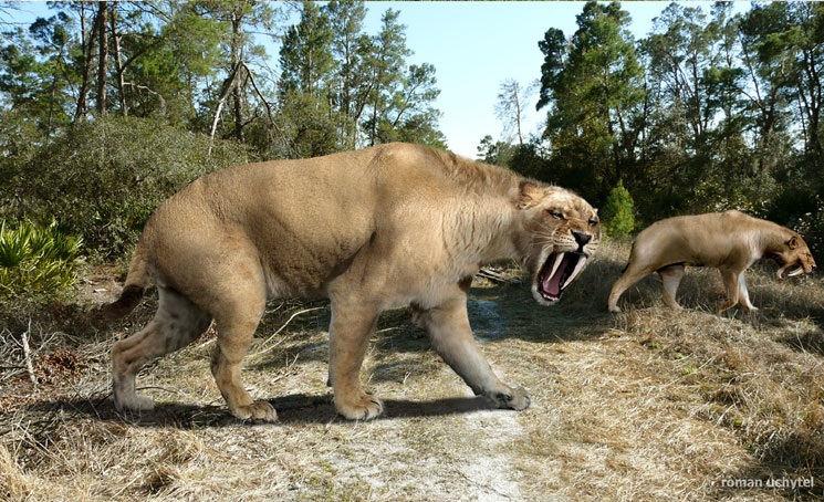 Tigre Dente de Sabre - AVPH