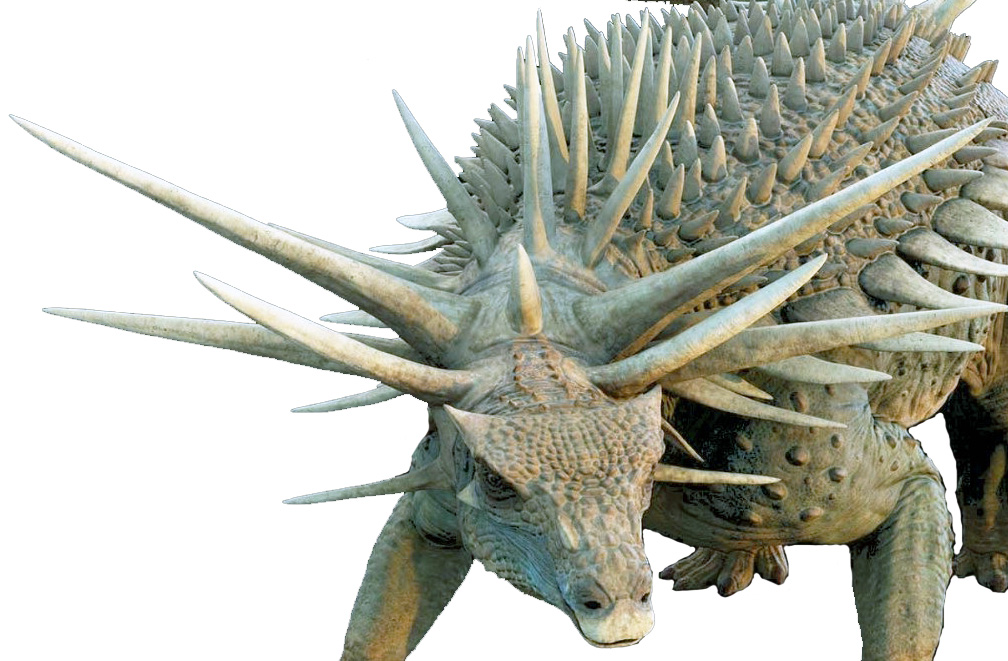 Spicomellus afer Spicomellus afer - AVPH