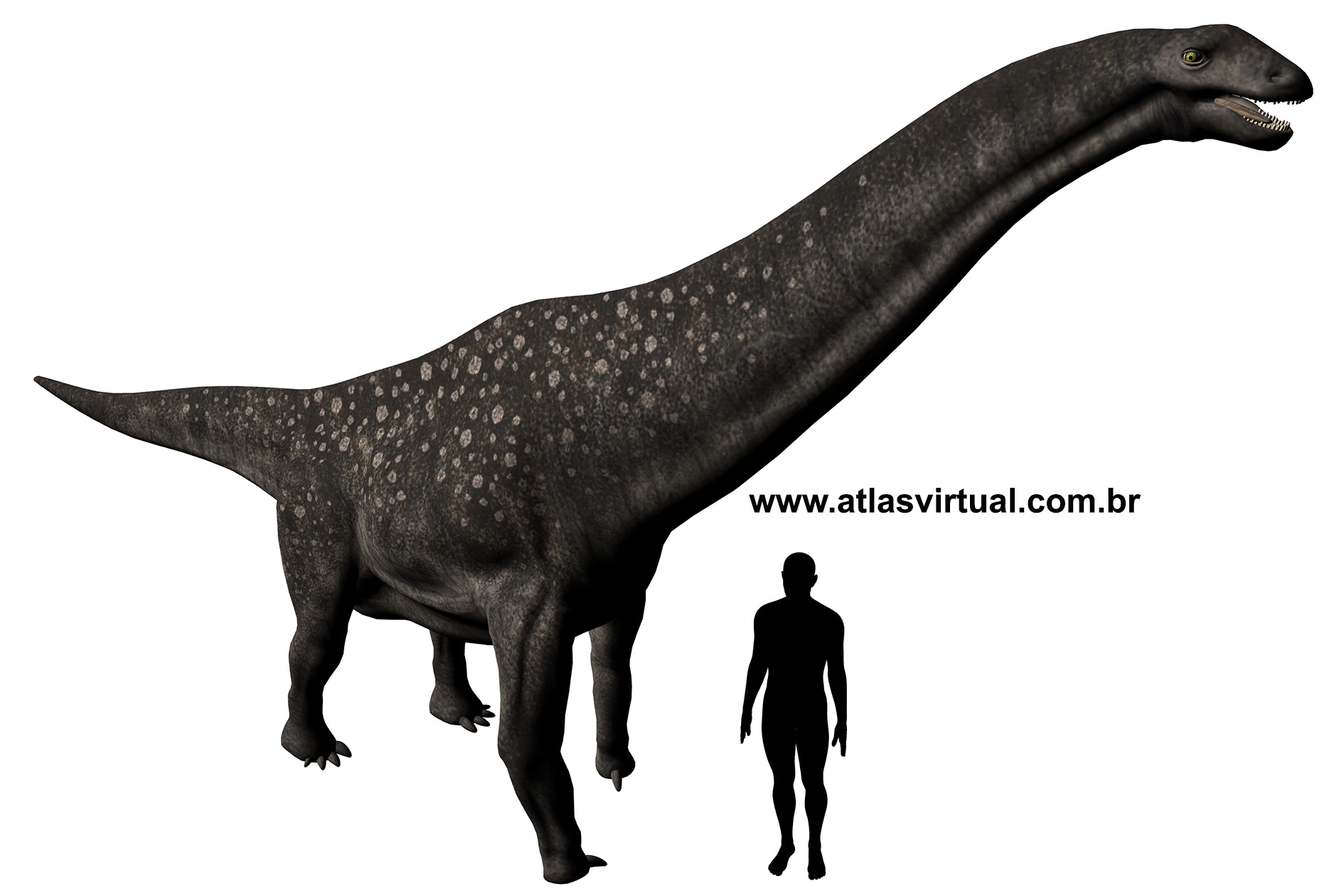 Titanosaurus indicus Titanosaurus indicus - AVPH