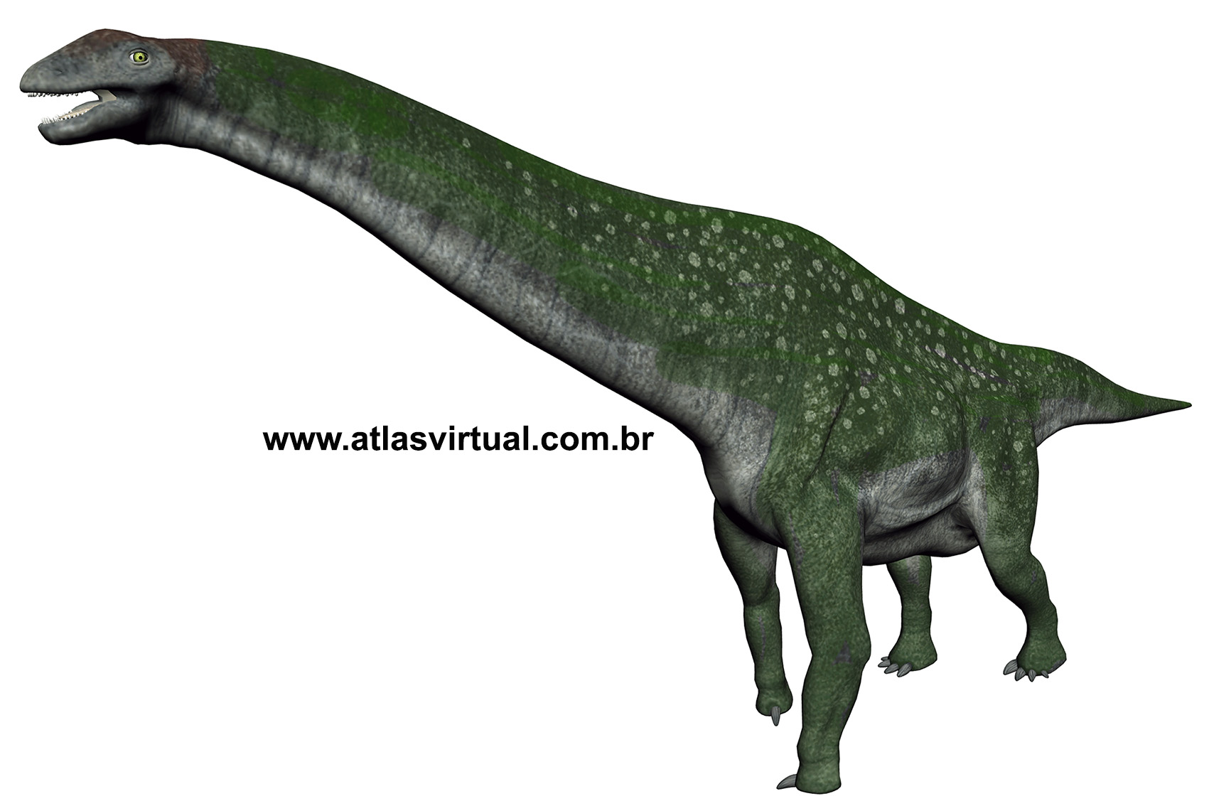 Titanosaurus blanfordi Titanosaurus blanfordi - AVPH