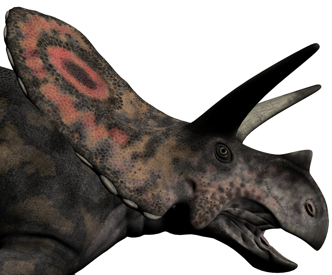 Torosaurus latus - AVPH