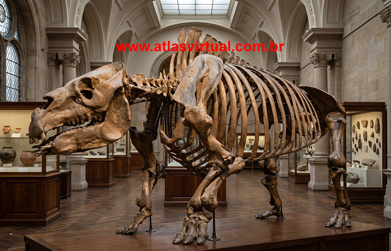 Toxodon platensis - AVPH