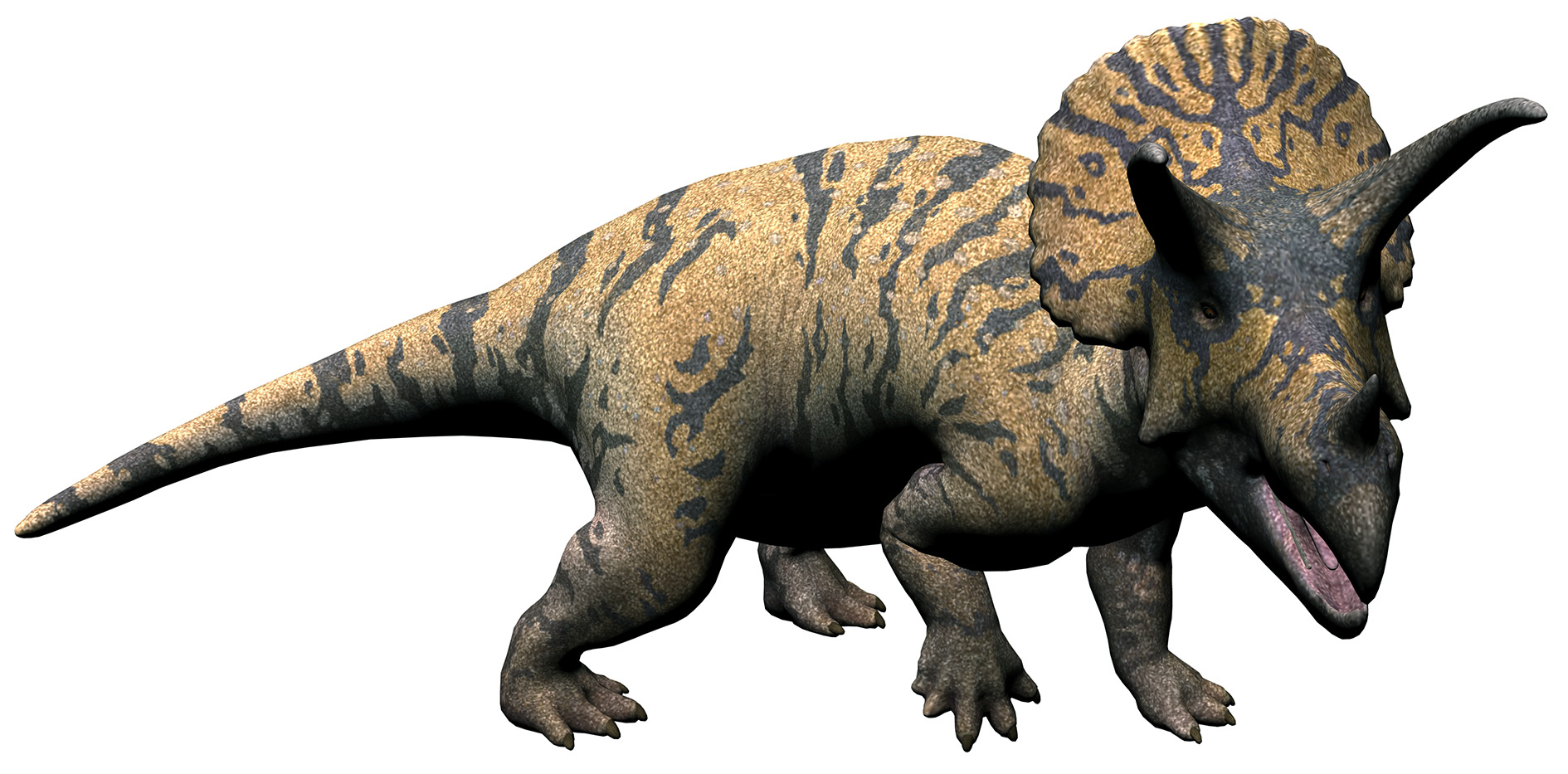 Triceratops horridus Triceratops horridus - AVPH