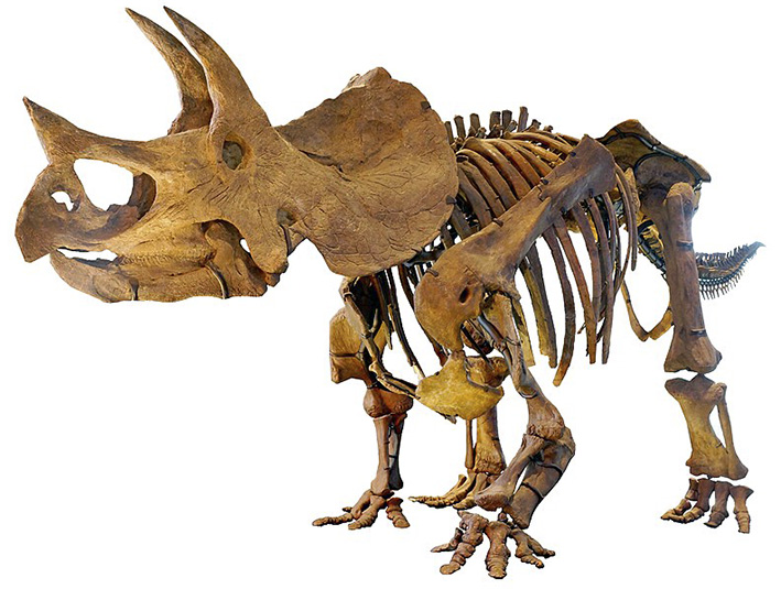 Triceratops horridus Triceratops horridus - AVPH