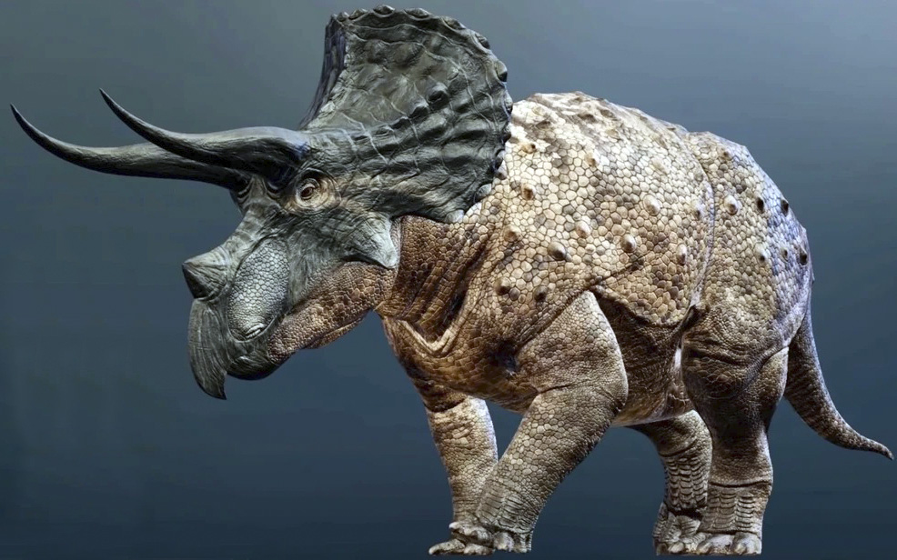 Triceratops horridus Triceratops horridus - AVPH