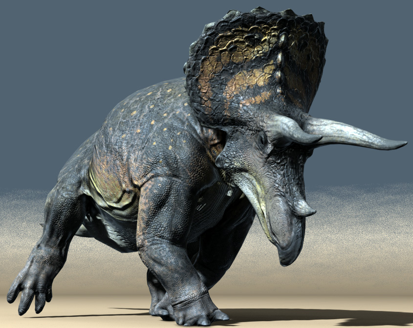 Triceratops horridus Triceratops horridus - AVPH