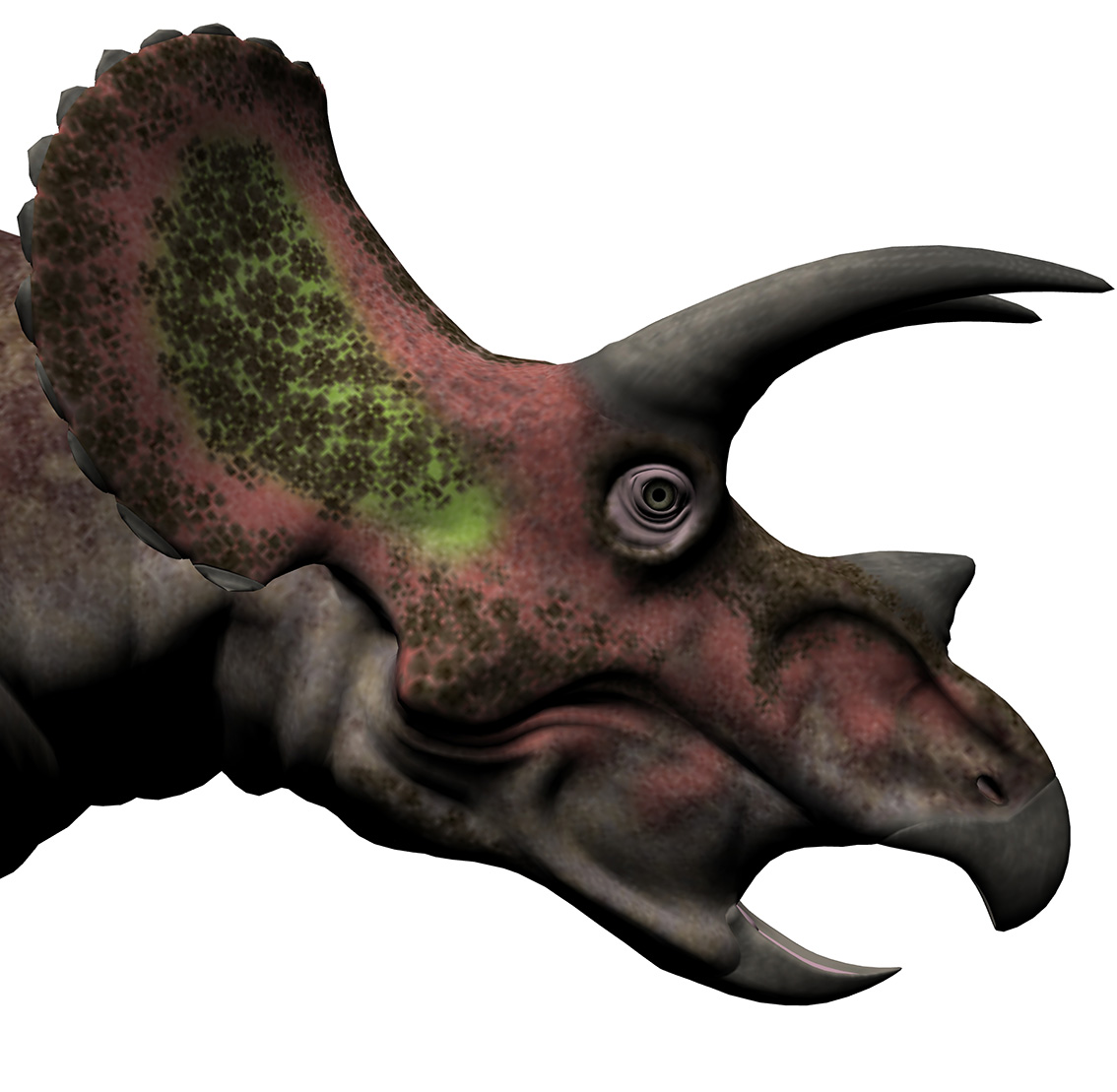 Triceratops horridus Triceratops horridus - AVPH