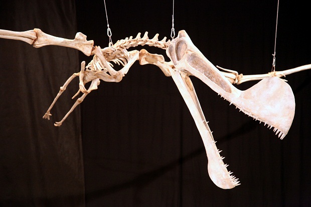 Tropeognathus - AVPH