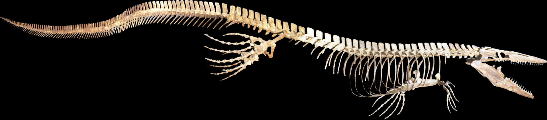 Tylosaurus rex - AVPH