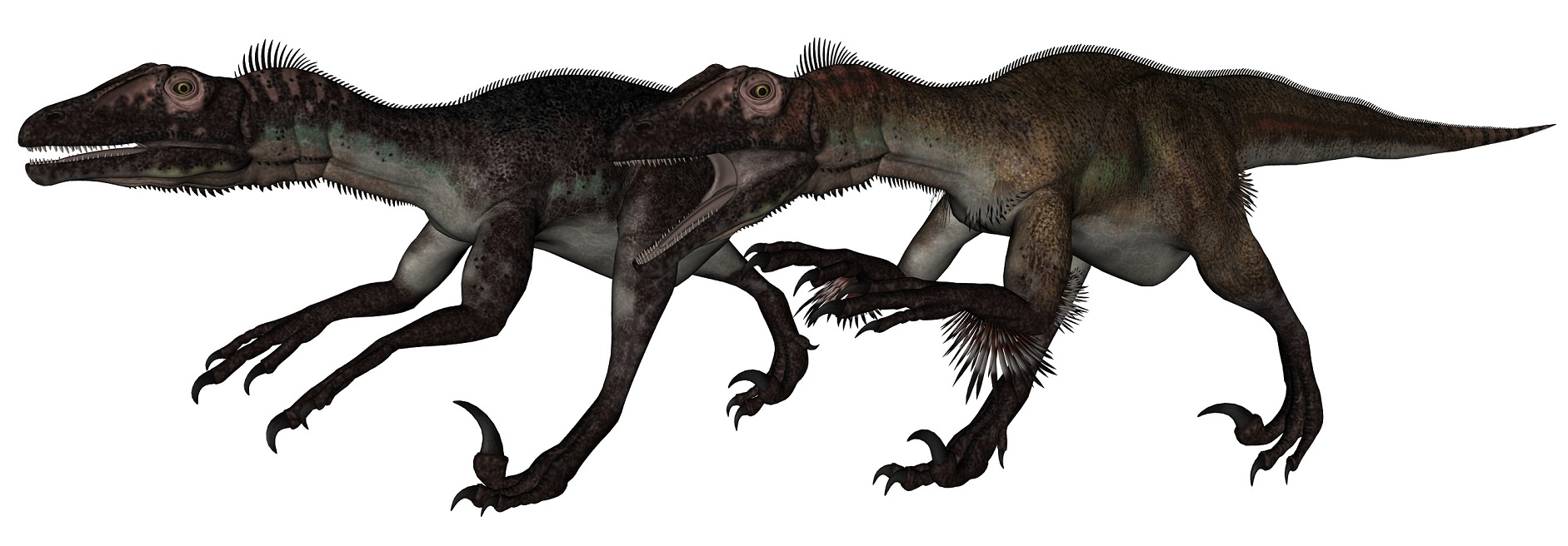 Utahraptor ostrommaysi Utahraptor ostrommaysi - AVPH