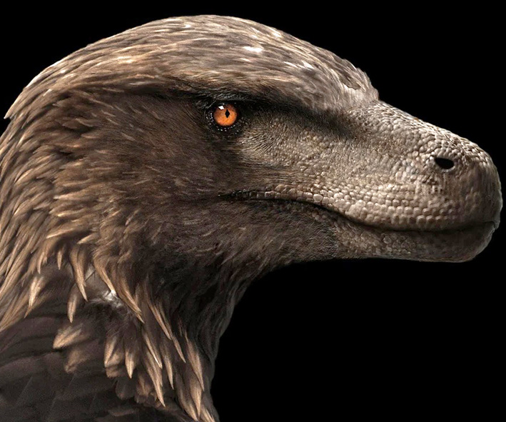 Utahraptor ostrommaysi Utahraptor ostrommaysi - AVPH