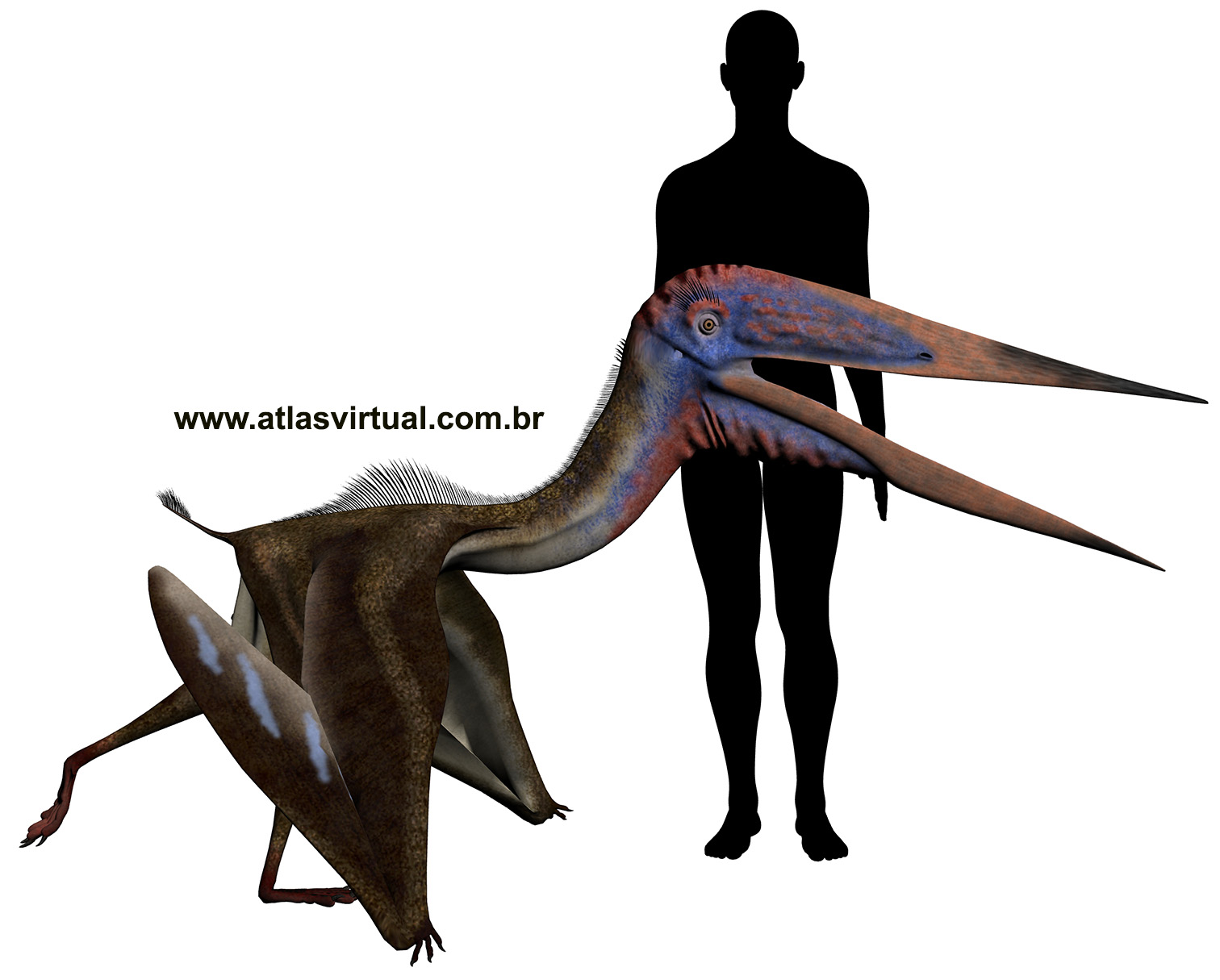 Zhejiangopterus linhaiensis Zhejiangopterus linhaiensis - AVPH