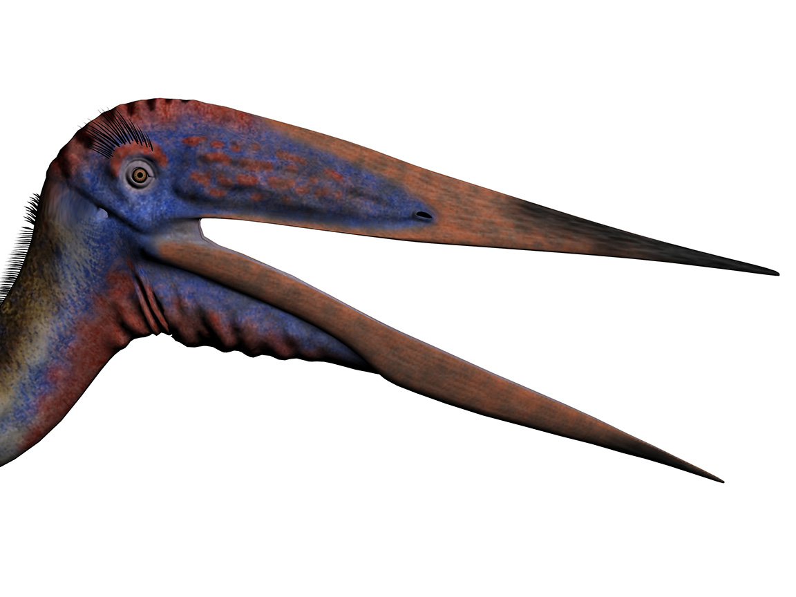 Zhejiangopterus linhaiensis Zhejiangopterus linhaiensis - AVPH