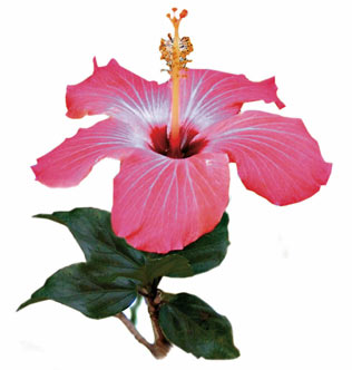 Hibisco - Tartarugas AVPH