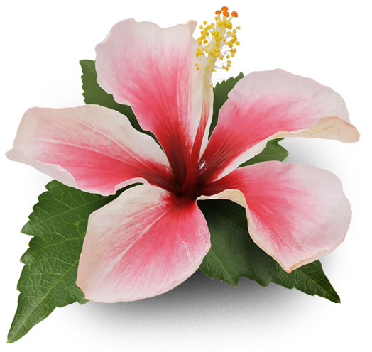 Hibisco - Tartarugas AVPH