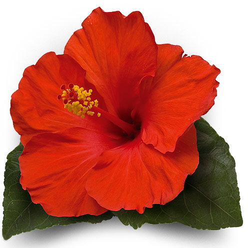 Hibisco - Tartarugas AVPH