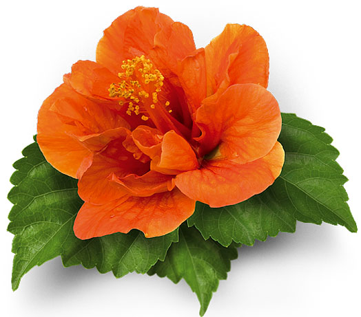 Hibisco - Tartarugas AVPH
