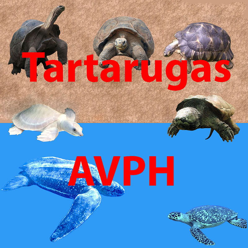 Tartaruga - Tartarugas AVPH