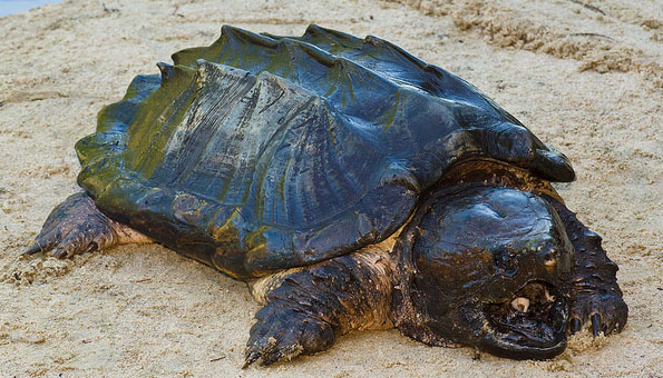 Tartaruga Aligator - AVPH